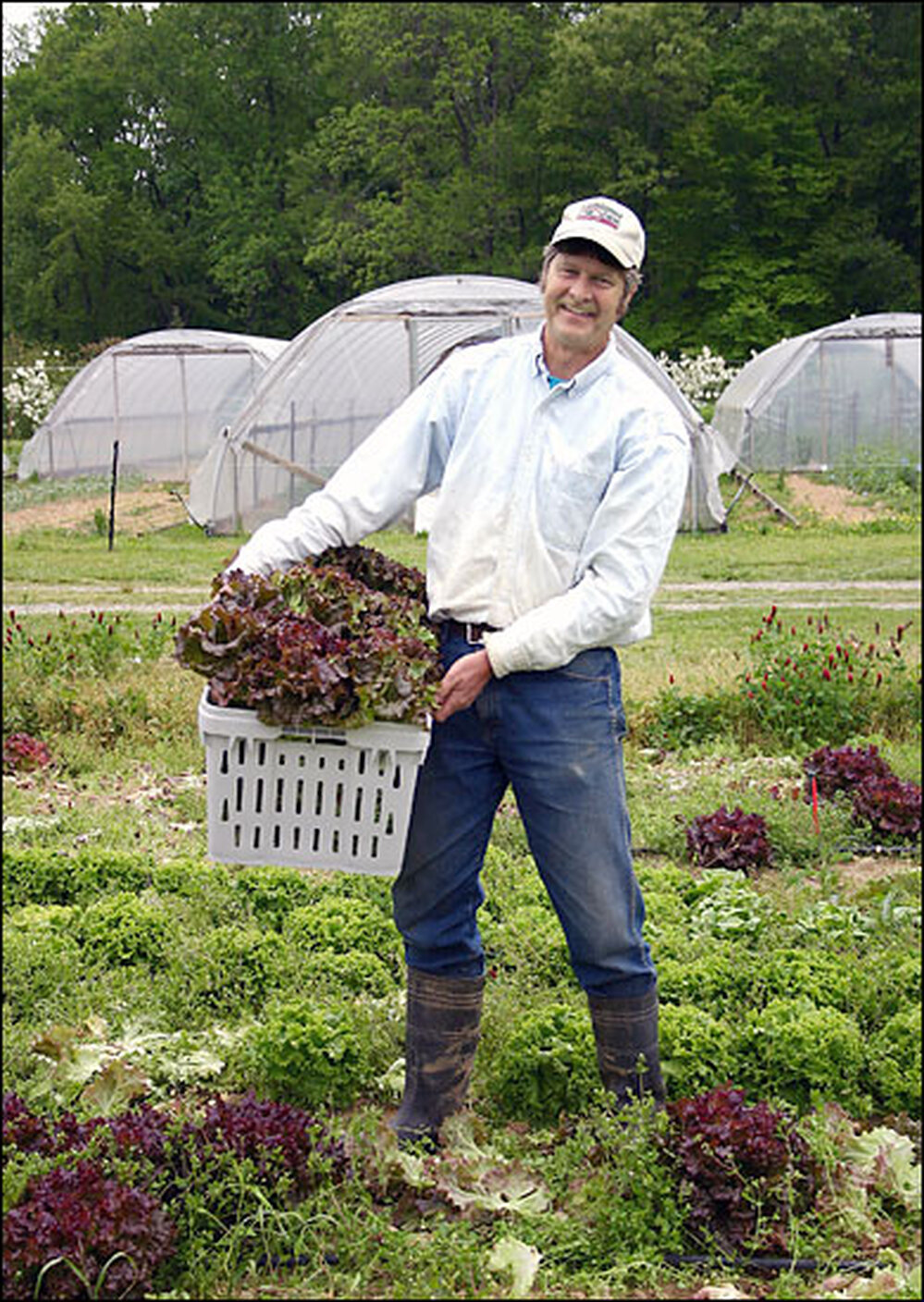 Alex Hitt harvests red-leaf lettuce at Peregine Farm in Graham, N.C.,