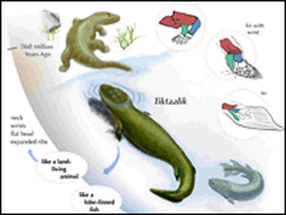 A chart depicts the possible evolution of Tiktaalik.