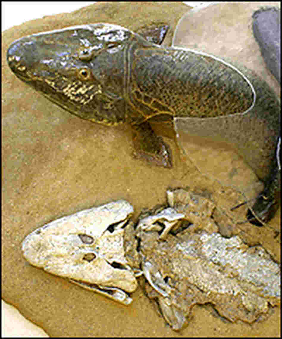 A model of the species Tiktaalik, top, and a recreated skeleton of the animal. A model of the species Tiktaalik, top, and a recreated skeleton of the animal.