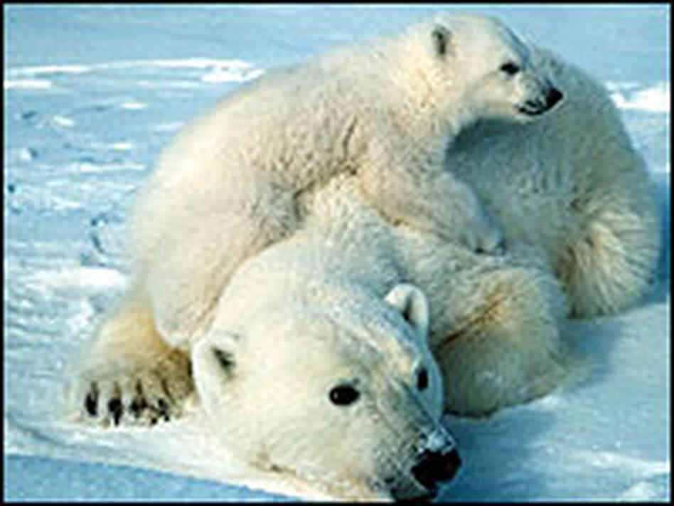 A polar bear and cub. A polar bear and cub.