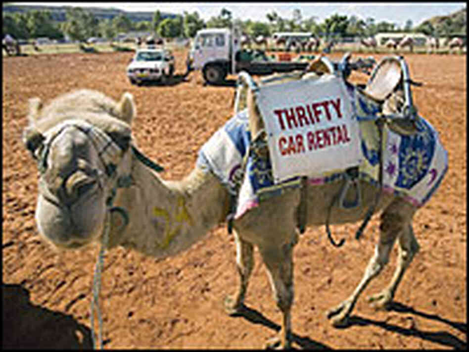 Hanging out before the annual Camel Cup in Alice Springs, Australia. Hanging out before the annual Camel Cup in Alice Springs, Australia.