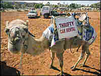 Hanging out before the annual Camel Cup in Alice Springs, Australia. Hanging out before the annual Camel Cup in Alice Springs, Australia.