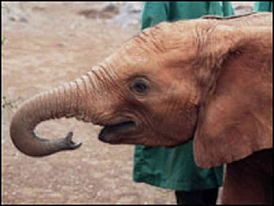Baby Elephant Baby Elephant