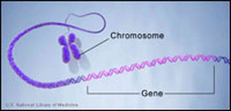 Gene Gene