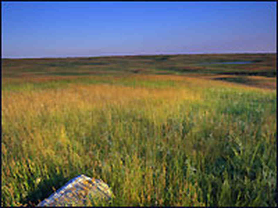 A prairie. A prairie.
