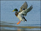 A wild duck lands on a lake in Romania. A wild duck lands on a lake in Romania.