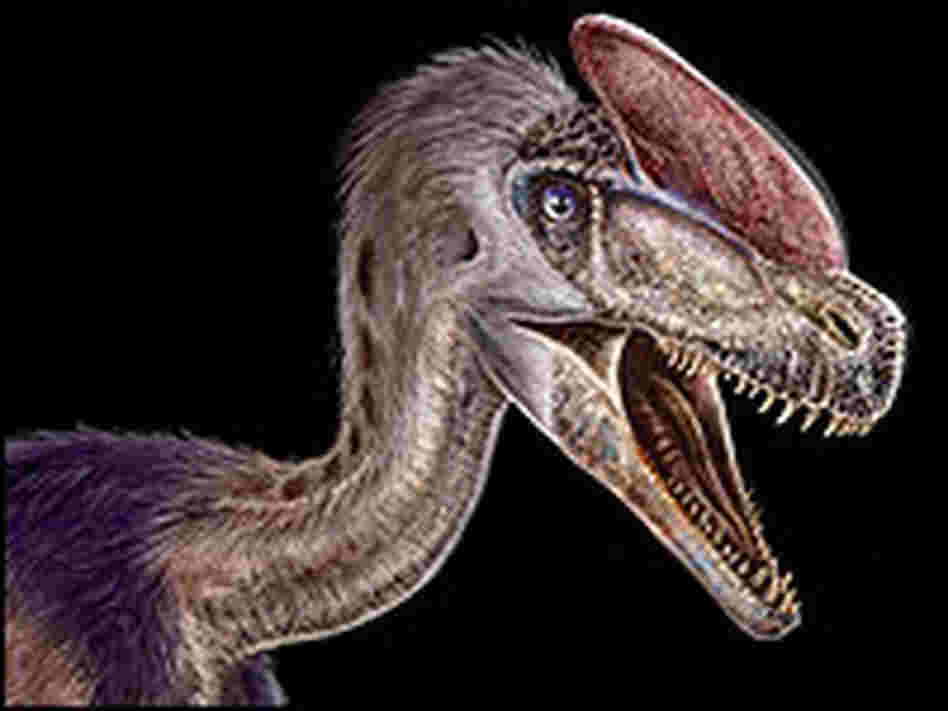 An artist's reconstruction of Guanlong wucaii, or crowned dragon.