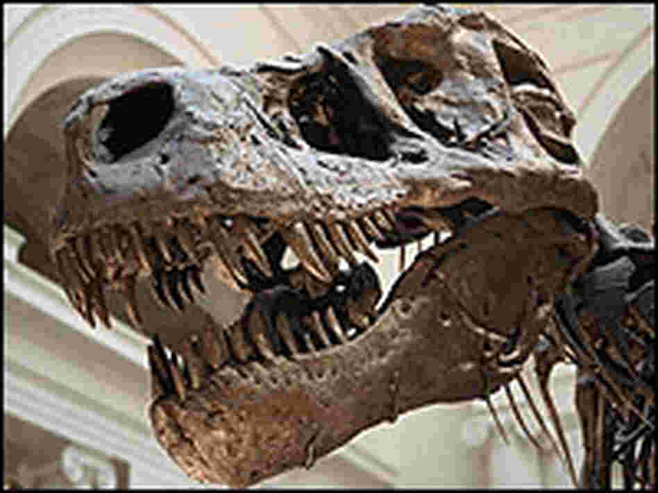 the Field Museum's "Sue," one of the largest T. rex skeletons found.