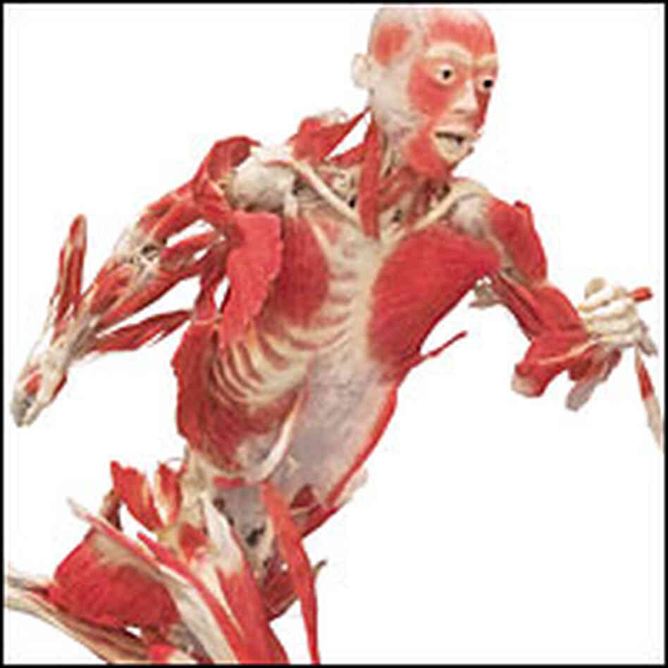 Skeletal Muscle Display