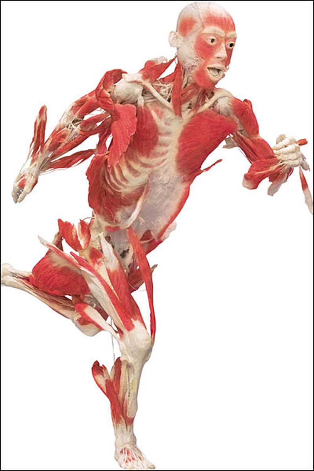 Skeletal Muscle Display
