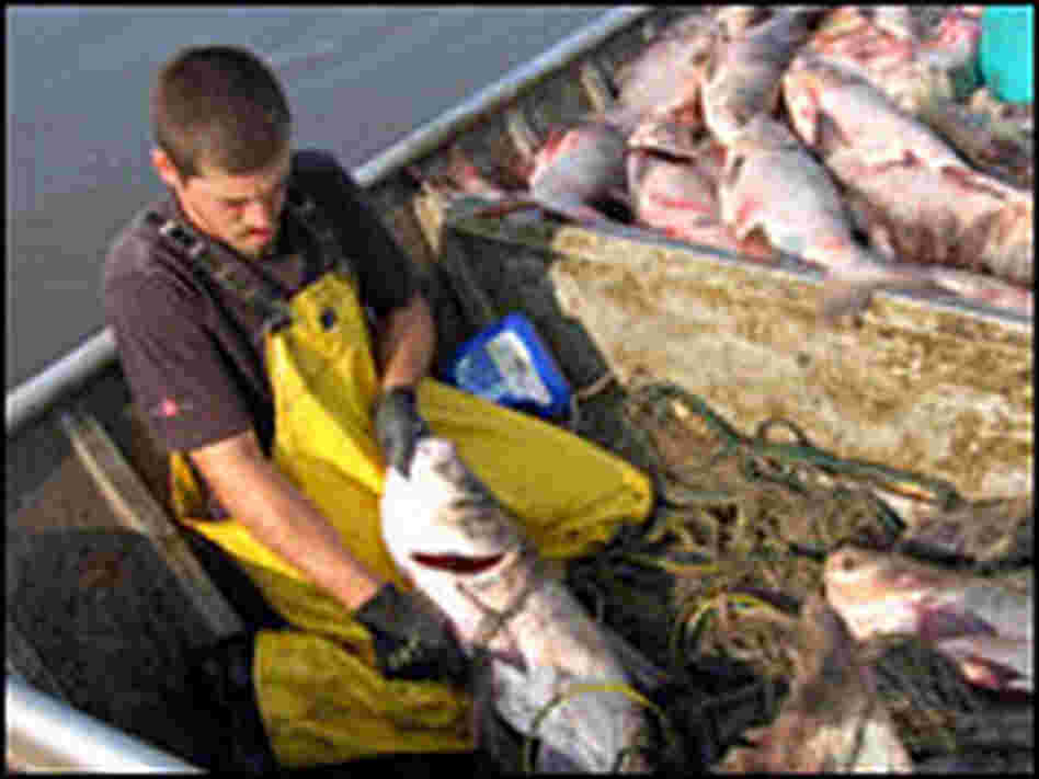 Commercial fisherman Jeremy Fisher