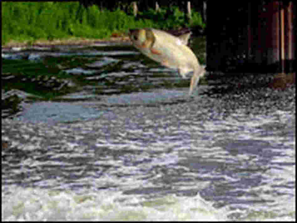 A skittish Silver Asian Carp leaps