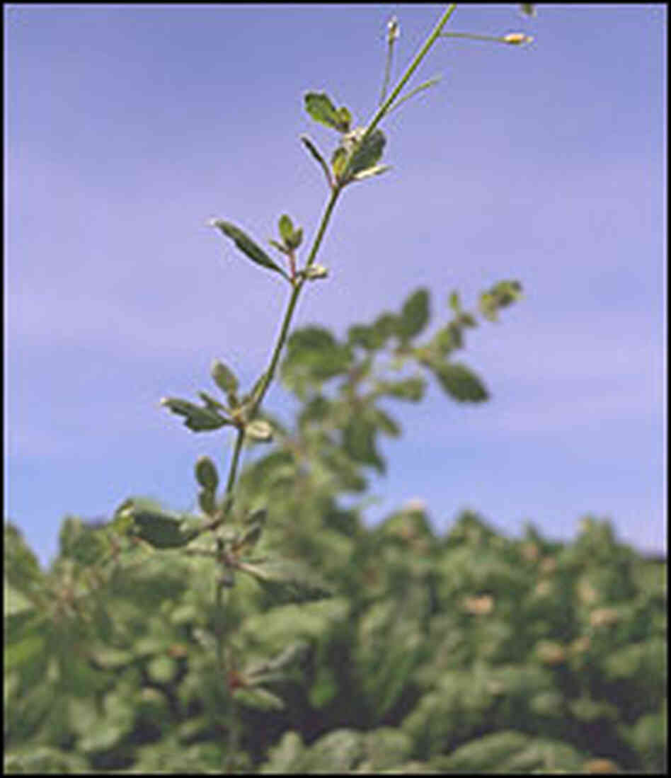 A mustard plant. A mustard plant.