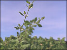 A mustard plant. A mustard plant.
