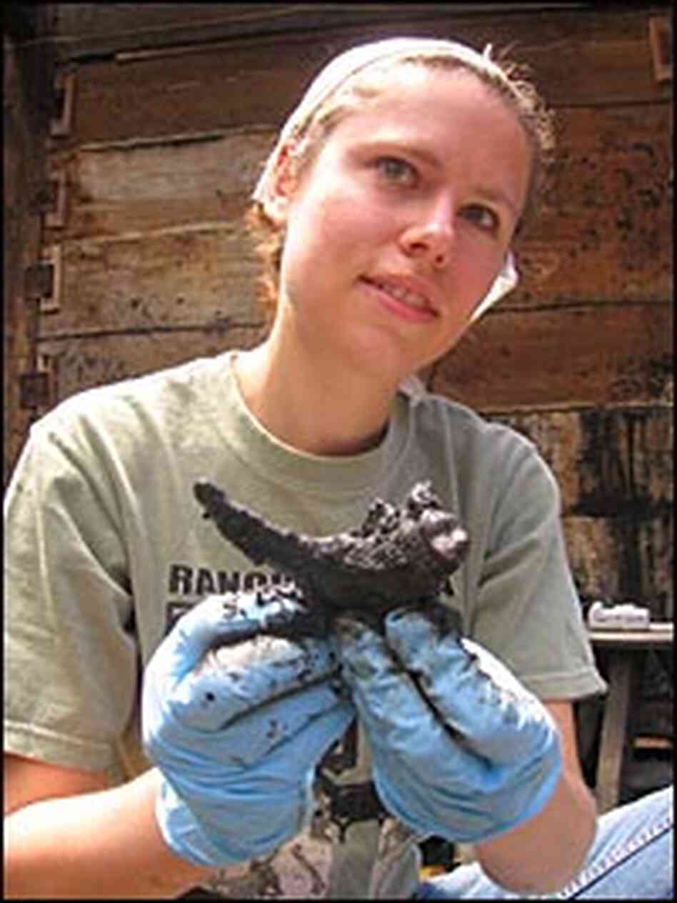 Volunteer Sara Cohen holds up an Ice Age dire wolf's jaw from Pit 91. Volunteer Sara Cohen holds up an Ice Age dire wolf's jaw from Pit 91.