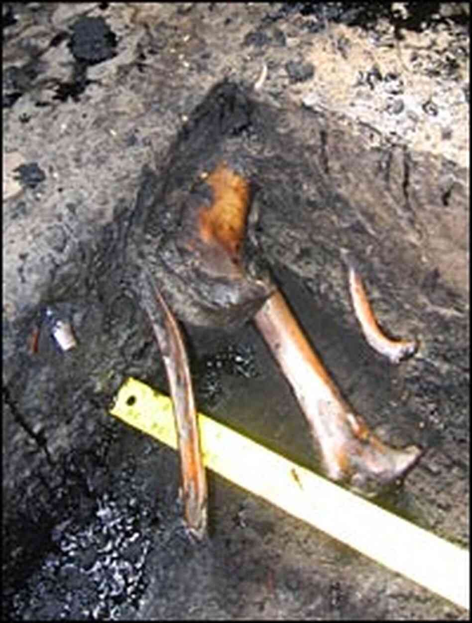 Bones from several different Ice Age species poke out from a single plot of hardened tar Bones from several different Ice Age species poke out from a single plot of hardened tar