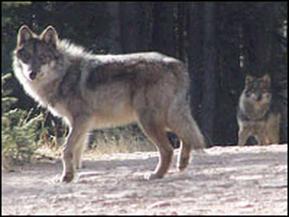 Mexican gray wolves have been reintroduced in the Apache-Sitgreaves and Gila National Forests.