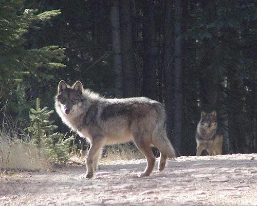 Mexican gray wolves have been reintroduced in the Apache-Sitgreaves and Gila National Forests.