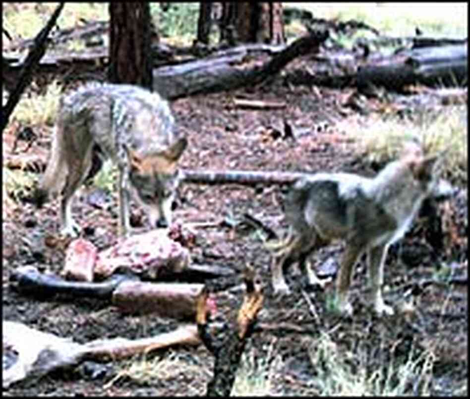 Wolf Reintroduction Programs Definition