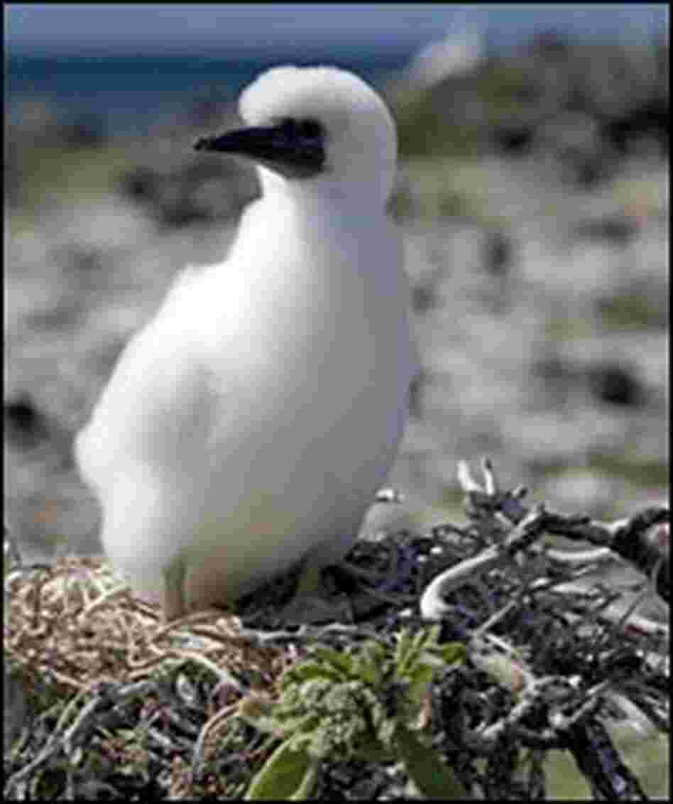 A juvenile Red-footed Booby, some of the wildlife seen on the reserve.