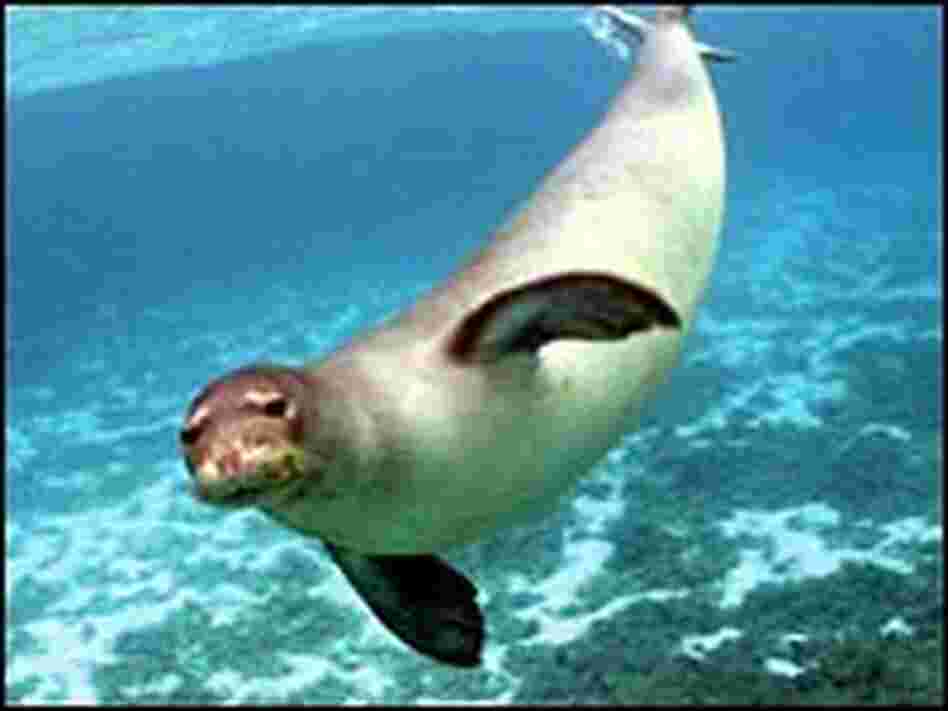 Monk Seal