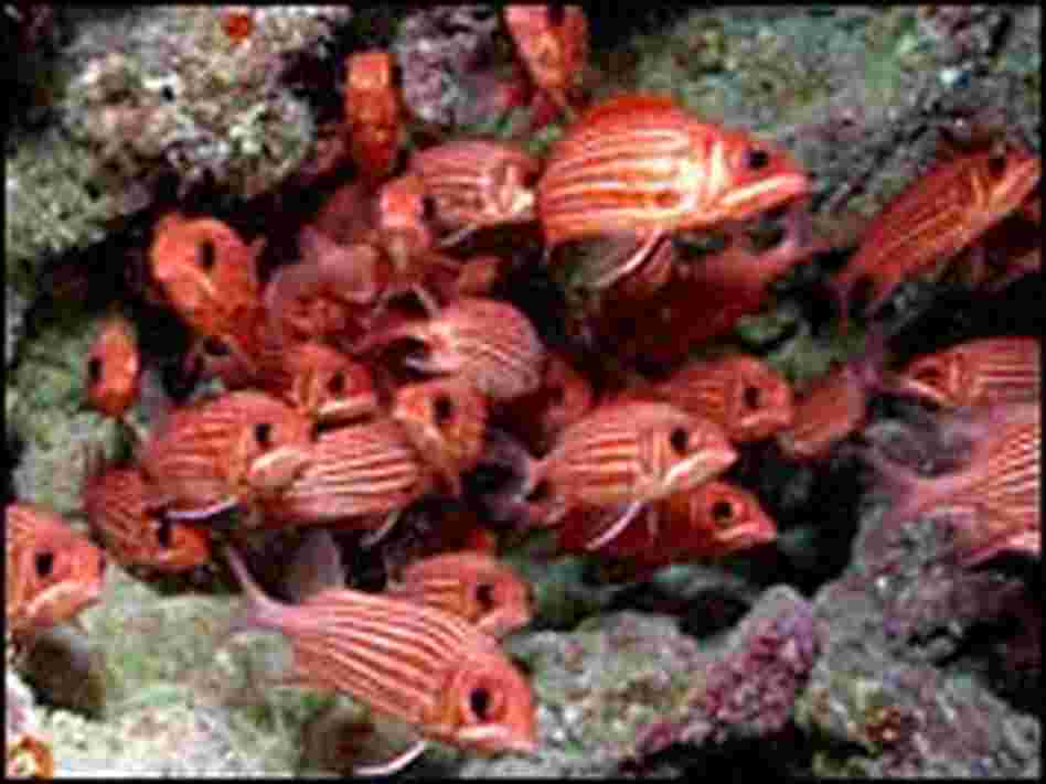 A school of Hawaiian squirrelfish 