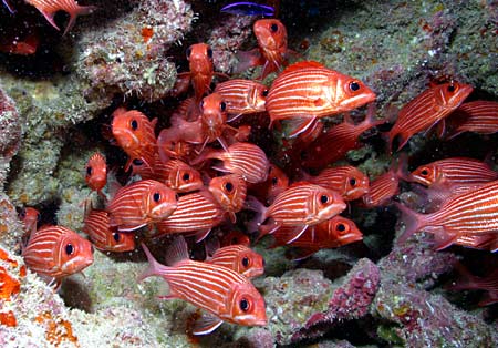 A school of Hawaiian squirrelfish 