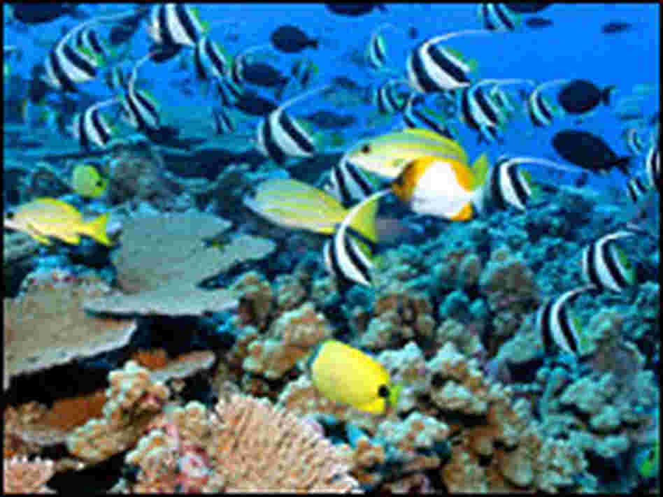 reef fish