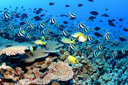 reef fish