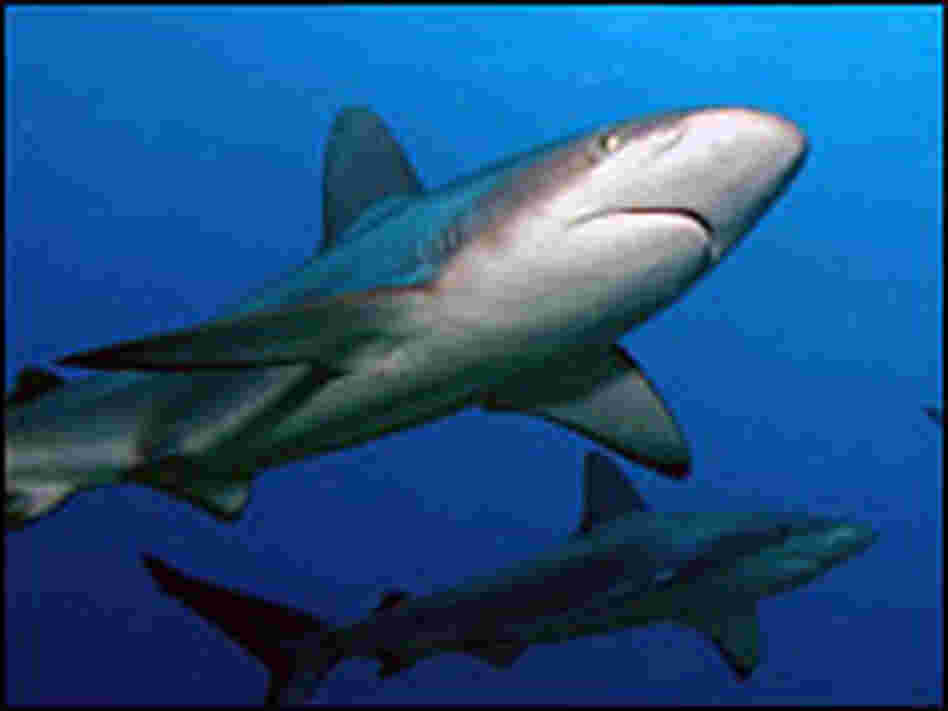 sharks