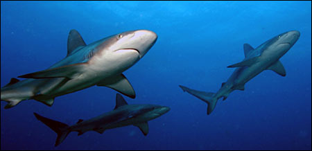 sharks