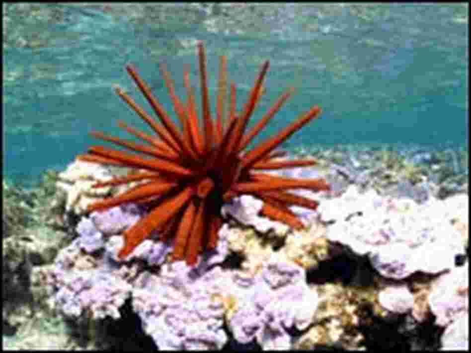 Red pencil urchin,