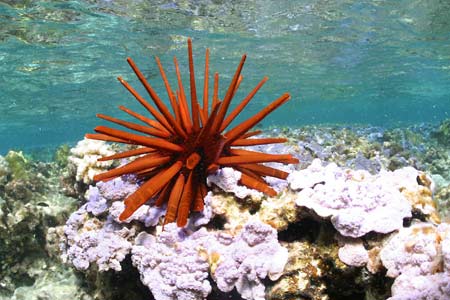 Red pencil urchin,
