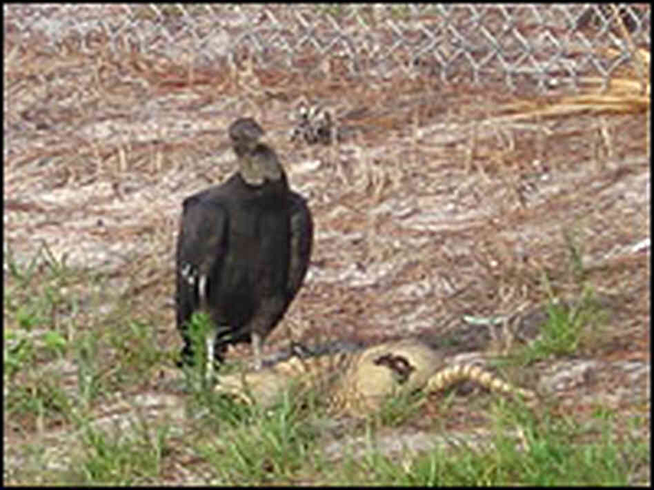 A vulture and an armadillo. A vulture and an armadillo.