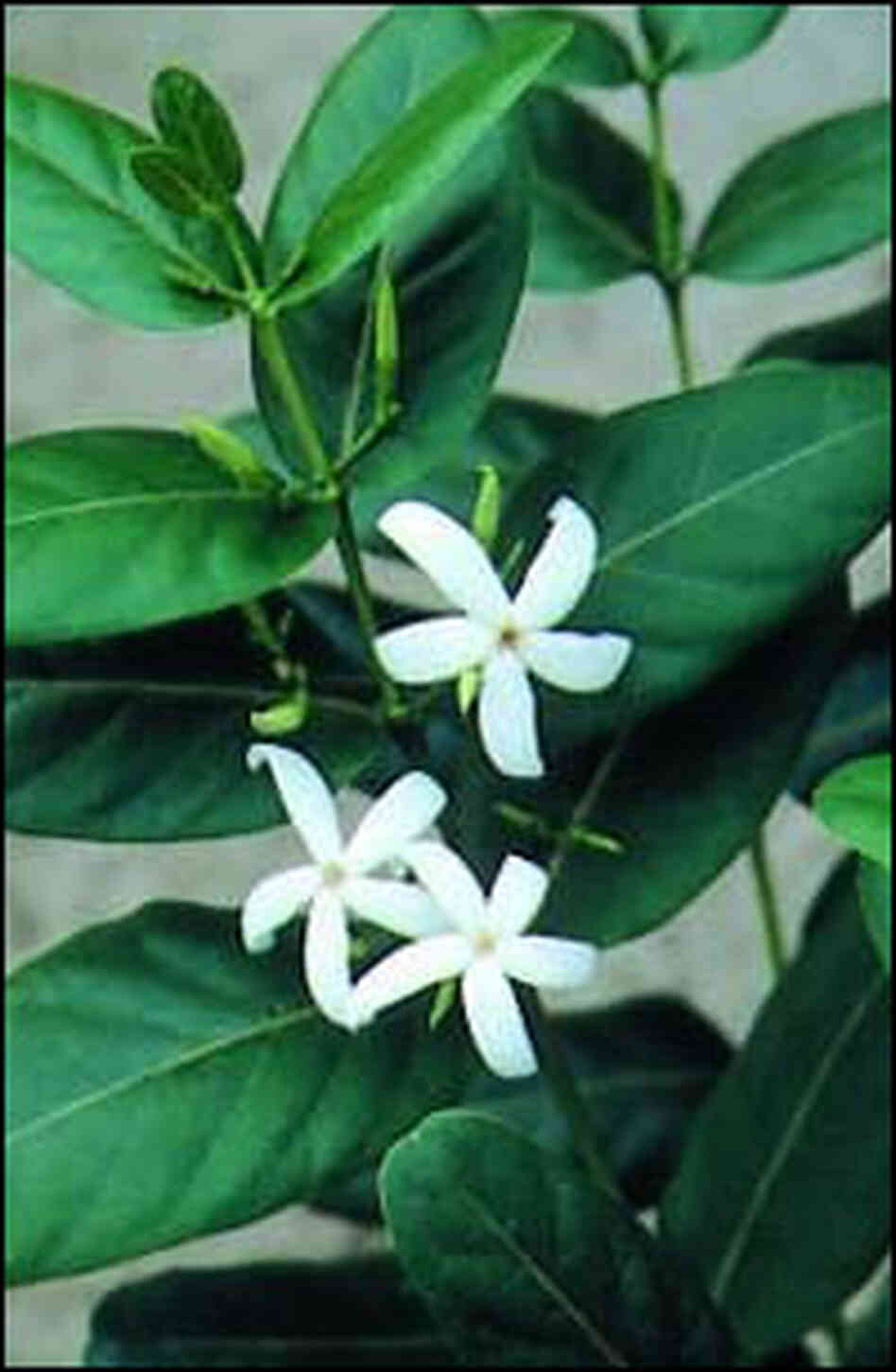 Kew's cafe marron plant, which is a clone of the plant on Rodrigues island. Kew's cafe marron plant, which is a clone of the plant on Rodrigues island.
