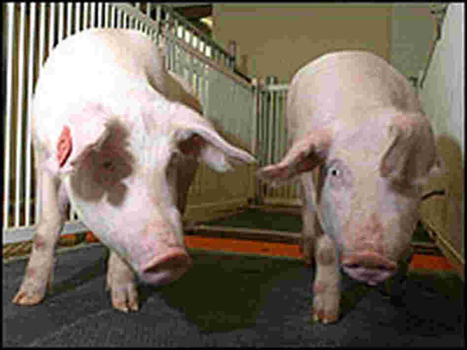 Two pigs that carry a gene to help their system create a healthier fat, known as omega-3 fatty acid Two pigs that carry a gene to help their system create a healthier fat, known as omega-3 fatty acid