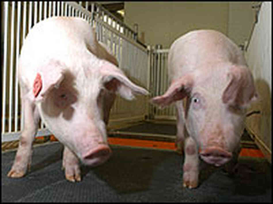 Two pigs that carry a gene to help their system create a healthier fat, known as omega-3 fatty acid Two pigs that carry a gene to help their system create a healthier fat, known as omega-3 fatty acid
