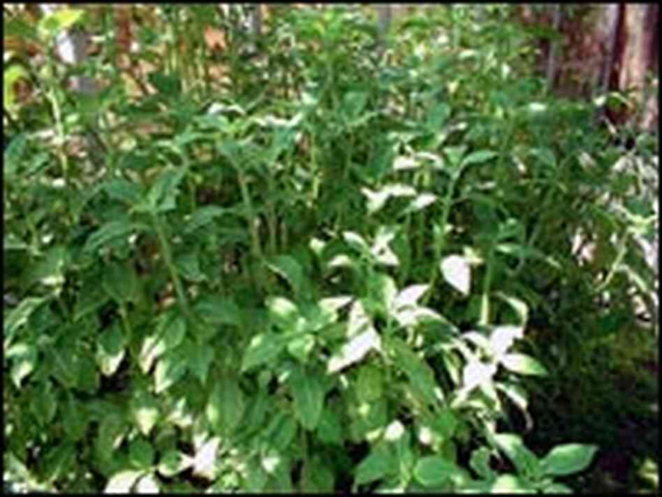 Salvia divinorum plant Salvia divinorum plant