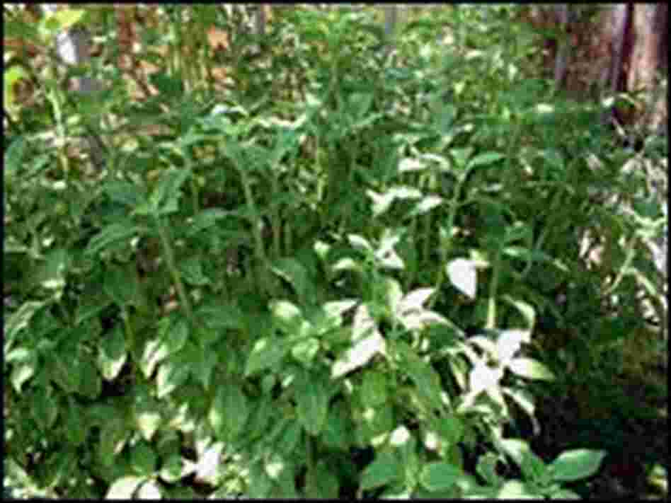 Salvia divinorum plant Salvia divinorum plant
