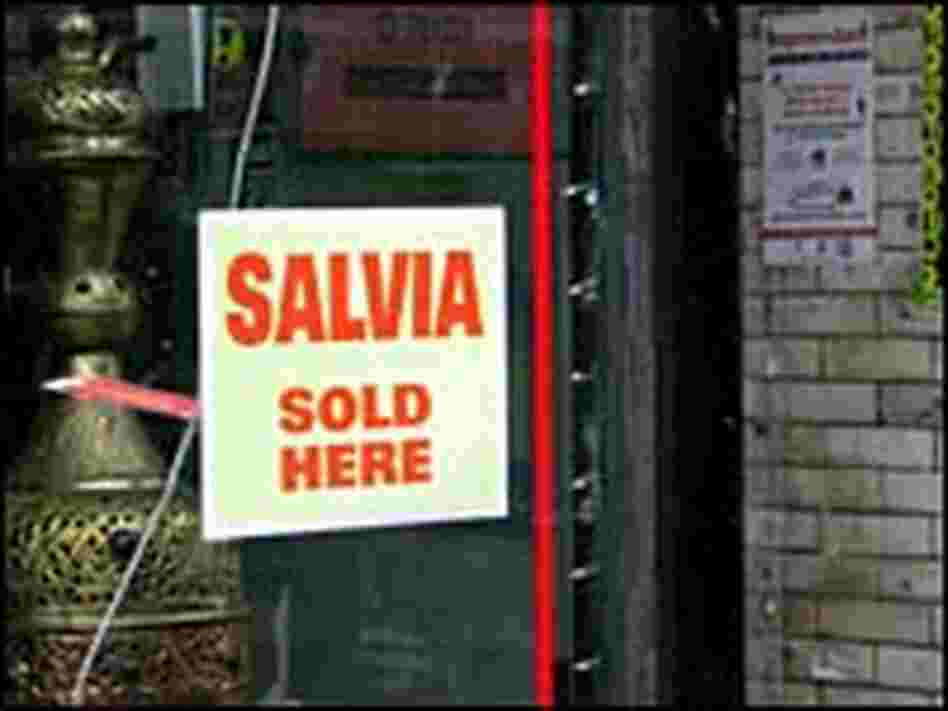 A head shop on Chicago's North Side advertises that it sells the hallucinogenic herb Salvia A head shop on Chicago's North Side advertises that it sells the hallucinogenic herb Salvia