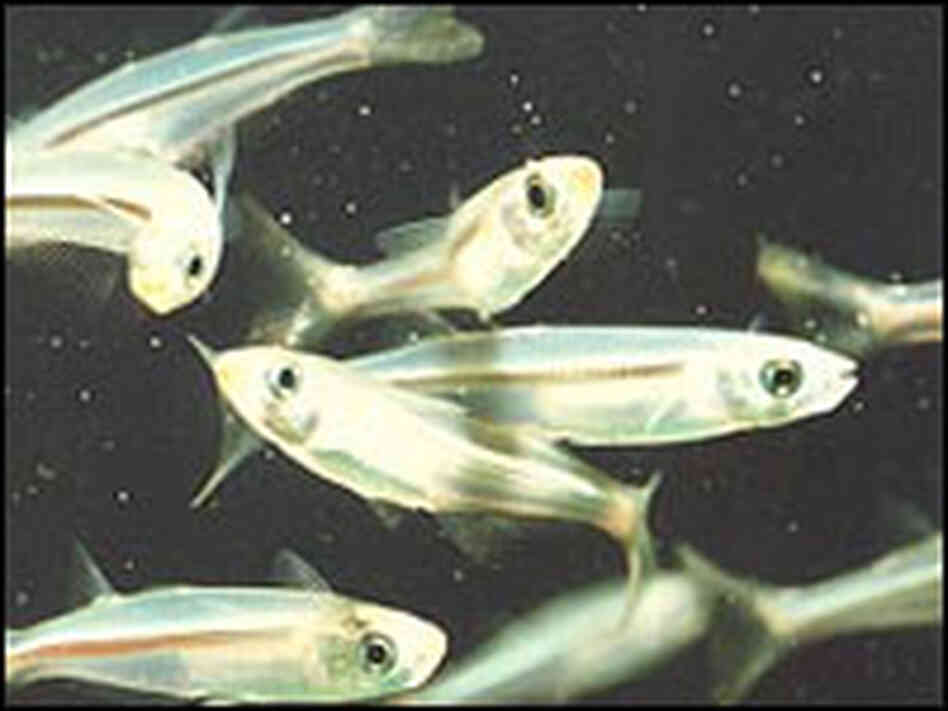 Atlantic silversides are about the size of a French fry and are built for speed. Atlantic silversides are about the size of a French fry and are built for speed.