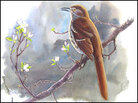 The planting bird (brown thrasher). The planting bird (brown thrasher).