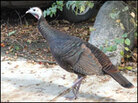 Wild Turkey Wild Turkey