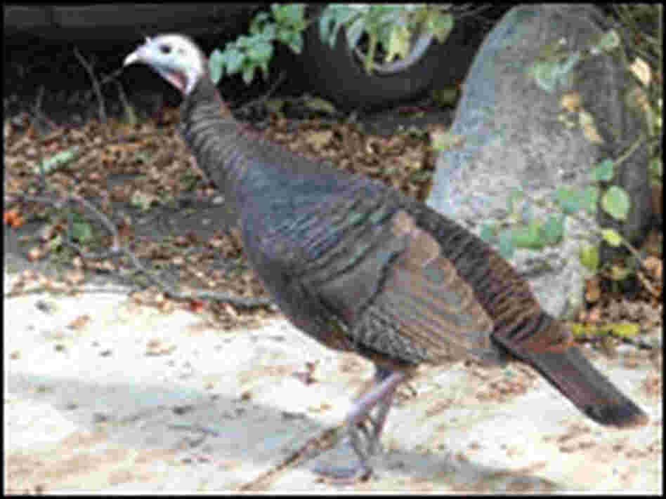 Wild Turkey Wild Turkey