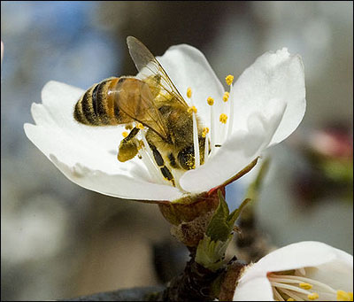 A bee pollinates an almond blossom.