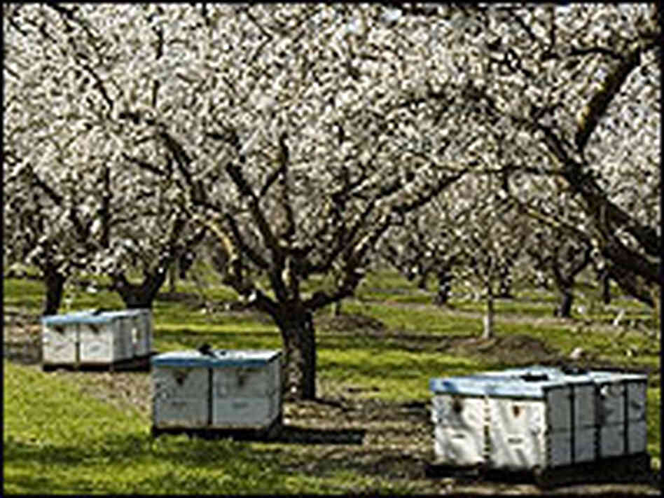 Hives of bees set up in an almond orchard.
