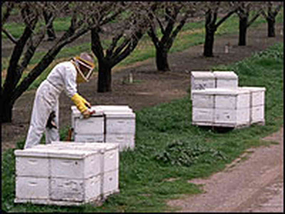 A beekeeper tends to bee hive boxes in Contra Costa County, Calif. A beekeeper tends to bee hive boxes in Contra Costa County, Calif.