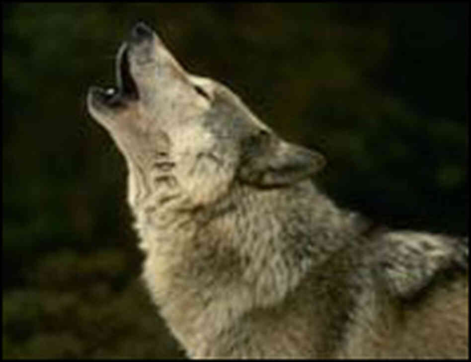 A Wolf A Wolf