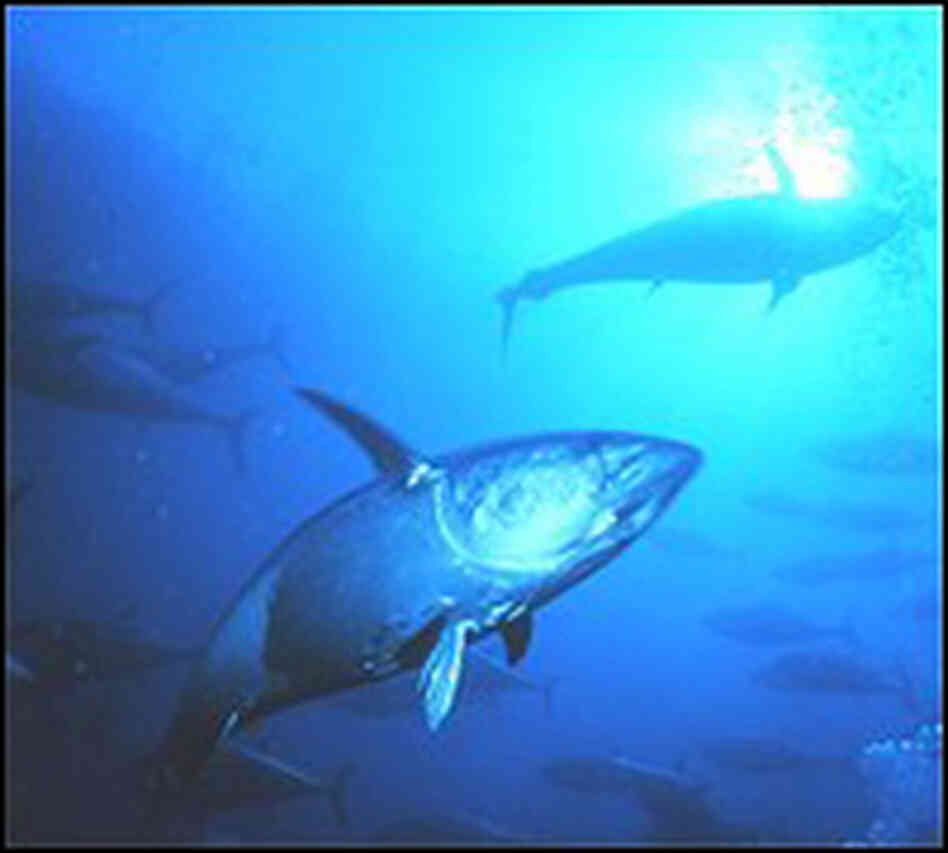 Shark Shark