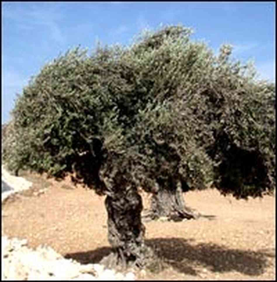 Olive tree